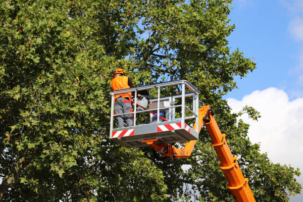 Best Hazardous Tree Removal  in St Ansgar, IA