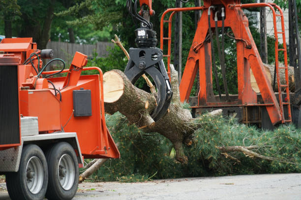 How Our Tree Care Process Works  in St Ansgar, IA